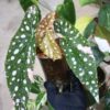 🦍-TGK-r70626-🦍/Begonia maculata variegated/ベゴニア　マクラータ 斑入り - 画像 (3)