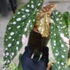 🦍-TGK-r70626-🦍/Begonia maculata variegated/ベゴニア　マクラータ 斑入り - 画像 (4)