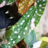 🦍-TGK-r70626-🦍/Begonia maculata variegated/ベゴニア　マクラータ 斑入り - 画像 (7)