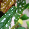 🦍-TGK-r70626-🦍/Begonia maculata variegated/ベゴニア　マクラータ 斑入り - 画像 (6)