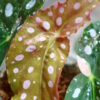 🦍-TGK-r70626-🦍/Begonia maculata variegated/ベゴニア　マクラータ 斑入り - 画像 (5)