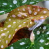 🦍-TGK-r70626-🦍/Begonia maculata variegated/ベゴニア　マクラータ 斑入り - 画像 (8)