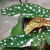 🦍-TGK-r70626-🦍/Begonia maculata variegated/ベゴニア　マクラータ 斑入り - 画像 (9)
