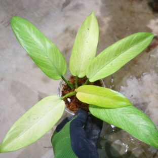 -TGK-r50404-/ Philodendron 'Whipple Way'/ フィロデンドロン 'ホイップル ウェイ'