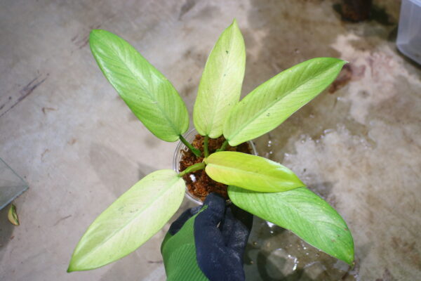 -TGK-r50404-/ Philodendron 'Whipple Way'/ フィロデンドロン 'ホイップル ウェイ'