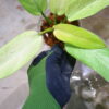 -TGK-r50404-/ Philodendron 'Whipple Way'/ フィロデンドロン 'ホイップル ウェイ' - 画像 (3)