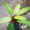 -TGK-r50404-/ Philodendron 'Whipple Way'/ フィロデンドロン 'ホイップル ウェイ' - 画像 (4)