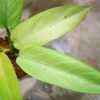 -TGK-r50404-/ Philodendron 'Whipple Way'/ フィロデンドロン 'ホイップル ウェイ' - 画像 (6)