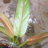 -TGK-r50404-/ Philodendron 'Whipple Way'/ フィロデンドロン 'ホイップル ウェイ' - 画像 (5)