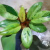 🦍 -TGK-r70626- 🦍 /フィロデンドロン レッドコンゴドワーフ 斑入り/Philodendron 'Red Congo Dwarf ' variegated - 画像 (2)