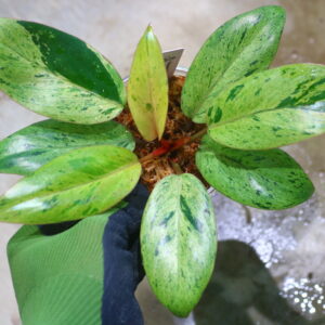 🦍 -TGK-r70626- 🦍 /フィロデンドロン レッドコンゴドワーフ 斑入り/Philodendron 'Red Congo Dwarf ' variegated