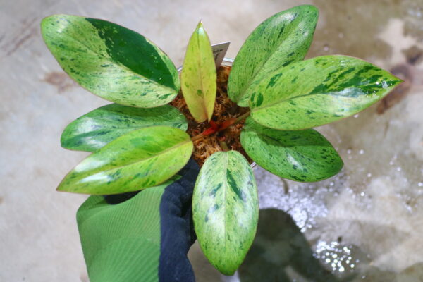 🦍 -TGK-r70626- 🦍 /フィロデンドロン レッドコンゴドワーフ 斑入り/Philodendron 'Red Congo Dwarf ' variegated