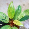 🦍 -TGK-r70626- 🦍 /フィロデンドロン レッドコンゴドワーフ 斑入り/Philodendron 'Red Congo Dwarf ' variegated - 画像 (3)