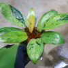 🦍 -TGK-r70626- 🦍 /フィロデンドロン レッドコンゴドワーフ 斑入り/Philodendron 'Red Congo Dwarf ' variegated - 画像 (5)