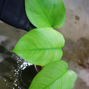 🦍-TGK-r0307s-🦍/Monstera deliciosa variegated (borsigana type mint) from Japan /国内実生増殖株管理No.2