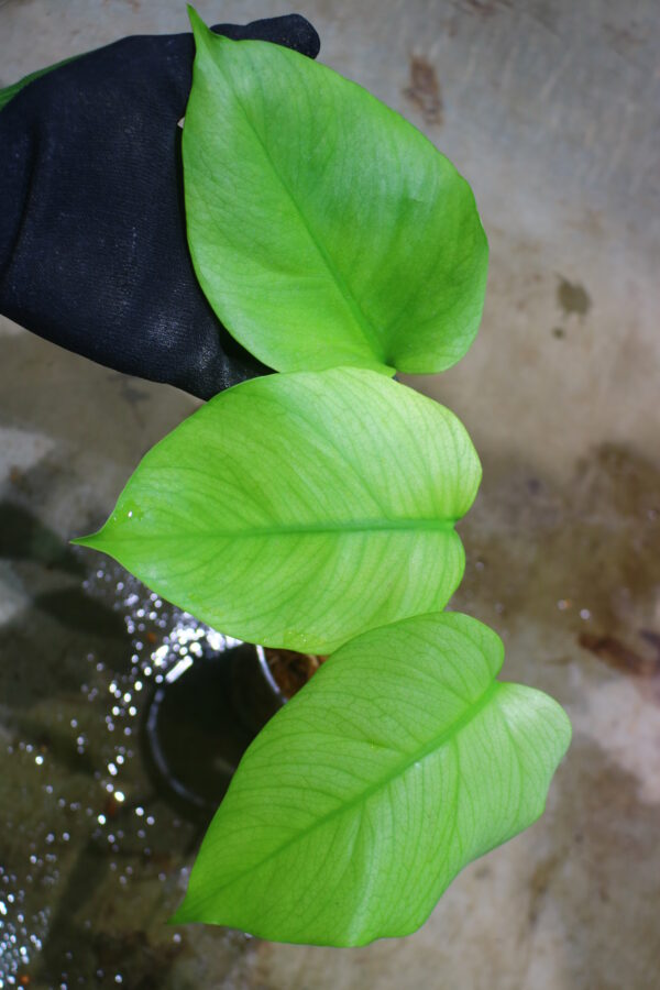 🦍-TGK-r0307s-🦍/Monstera deliciosa variegated (borsigana type mint) from Japan /国内実生増殖株管理No.2