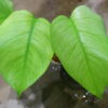 🦍-TGK-r0307s-🦍/Monstera deliciosa variegated (borsigana type mint) from Japan /国内実生増殖株管理No.2 - 画像 (3)