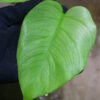 🦍-TGK-r0307s-🦍/Monstera deliciosa variegated (borsigana type mint) from Japan /国内実生増殖株管理No.2 - 画像 (4)