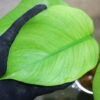 🦍-TGK-r0307s-🦍/Monstera deliciosa variegated (borsigana type mint) from Japan /国内実生増殖株管理No.2 - 画像 (5)