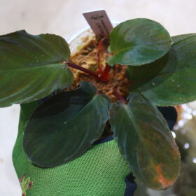 🦍-TGK-r70128lh-  🦍/  Homalomena sp. Homalomena sp. from Aceh Besar / ホマロメナ・sp.