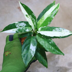 🦍 -TGK-r40223lh- 🦍　 Aglaonema simplex variegated from Kalimantan Barat /アグラオネマ シンプレックス 斑入り