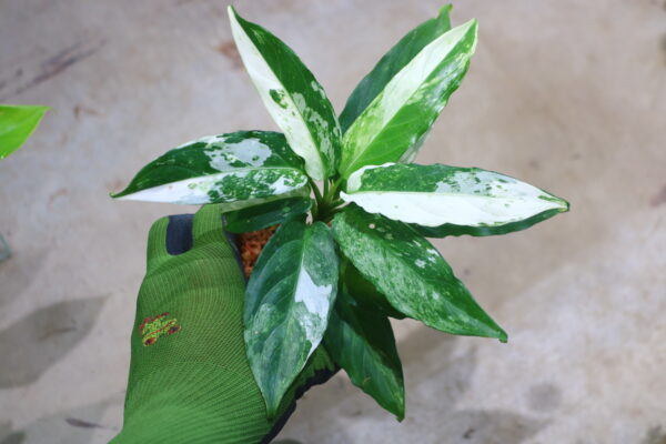 🦍 -TGK-r40223lh- 🦍　 Aglaonema simplex variegated from Kalimantan Barat /アグラオネマ シンプレックス 斑入り
