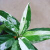 🦍 -TGK-r40223lh- 🦍　 Aglaonema simplex variegated from Kalimantan Barat /アグラオネマ シンプレックス 斑入り - 画像 (4)