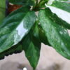 🦍 -TGK-r40223lh- 🦍　 Aglaonema simplex variegated from Kalimantan Barat /アグラオネマ シンプレックス 斑入り - 画像 (6)