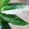🦍 -TGK-r40223lh- 🦍　 Aglaonema simplex variegated from Kalimantan Barat /アグラオネマ シンプレックス 斑入り - 画像 (3)