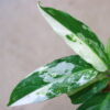🦍 -TGK-r40223lh- 🦍　 Aglaonema simplex variegated from Kalimantan Barat /アグラオネマ シンプレックス 斑入り - 画像 (7)