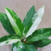 🦍 -TGK-r40223lh- 🦍　 Aglaonema simplex variegated from Kalimantan Barat /アグラオネマ シンプレックス 斑入り - 画像 (8)