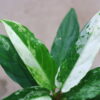 🦍 -TGK-r40223lh- 🦍　 Aglaonema simplex variegated from Kalimantan Barat /アグラオネマ シンプレックス 斑入り - 画像 (9)