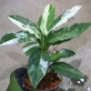 🦍 -TGK-r40223lh- 🦍　 Aglaonema simplex variegated from Kalimantan Barat /アグラオネマ シンプレックス 斑入り - 画像 (5)