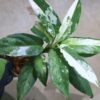 🦍 -TGK-r40223lh- 🦍　 Aglaonema simplex variegated from Kalimantan Barat /アグラオネマ シンプレックス 斑入り - 画像 (10)