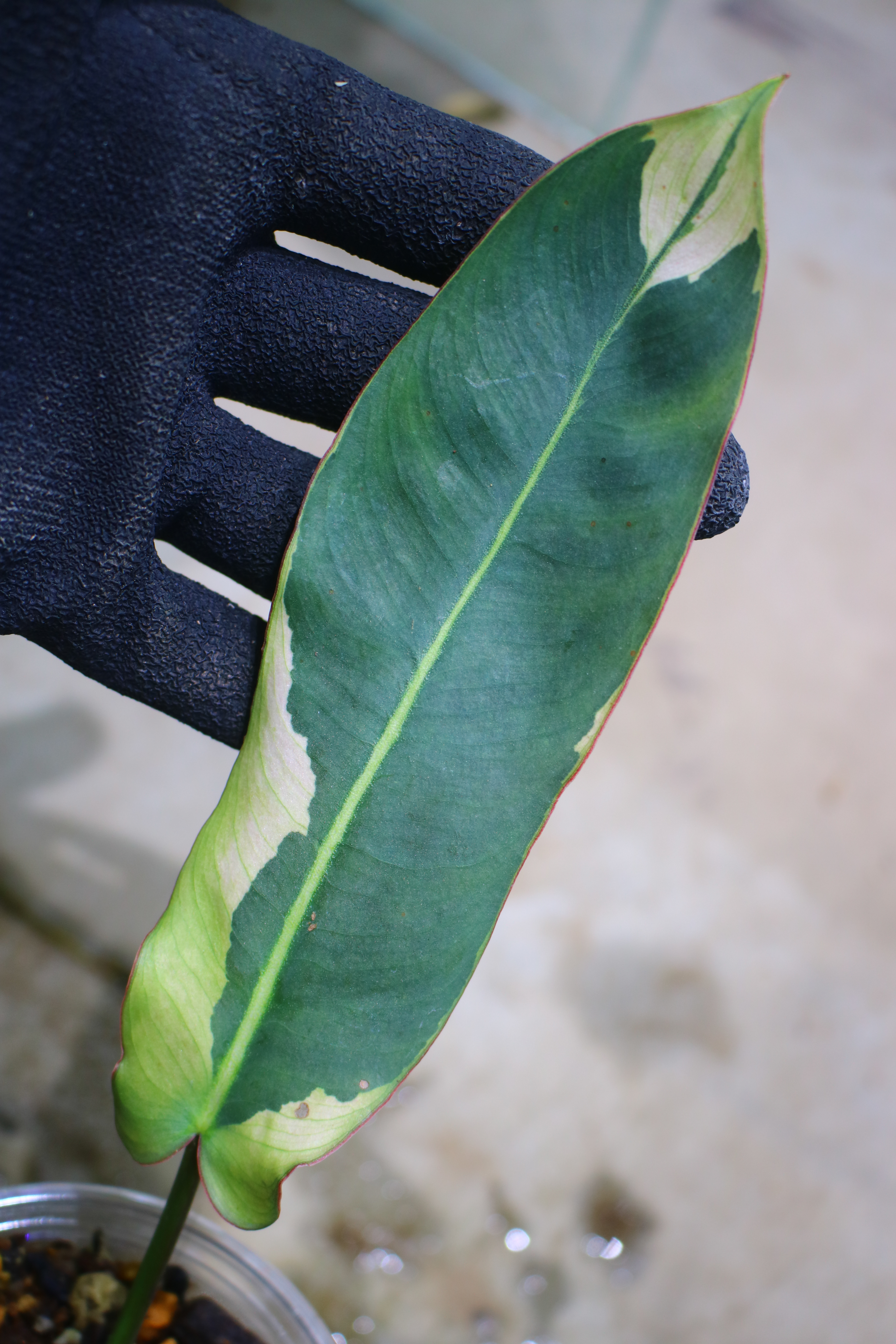 🦍 -TGK-r70330- 🦍  Philodendron atabapoense variegated /  フィロデンドロン アタバポエンセ斑入り - 画像 (7)