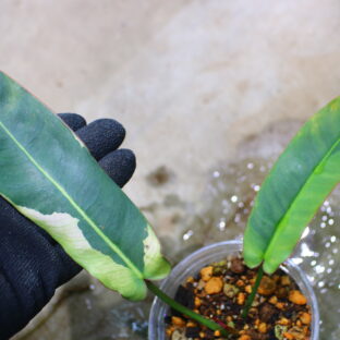 🦍 -TGK-r70330- 🦍  Philodendron atabapoense variegated /  フィロデンドロン アタバポエンセ斑入り