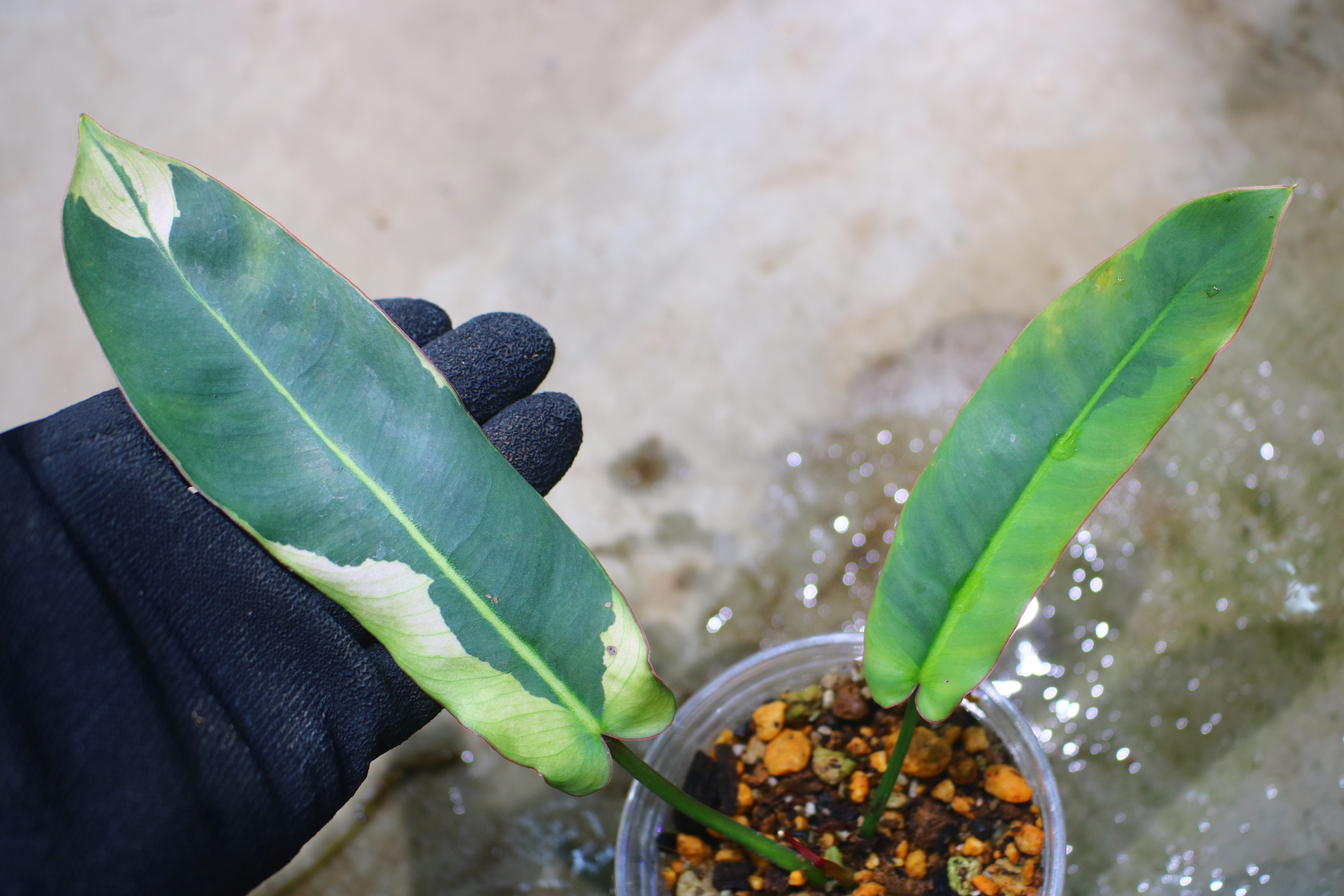 🦍 -TGK-r70330- 🦍  Philodendron atabapoense variegated /  フィロデンドロン アタバポエンセ斑入り