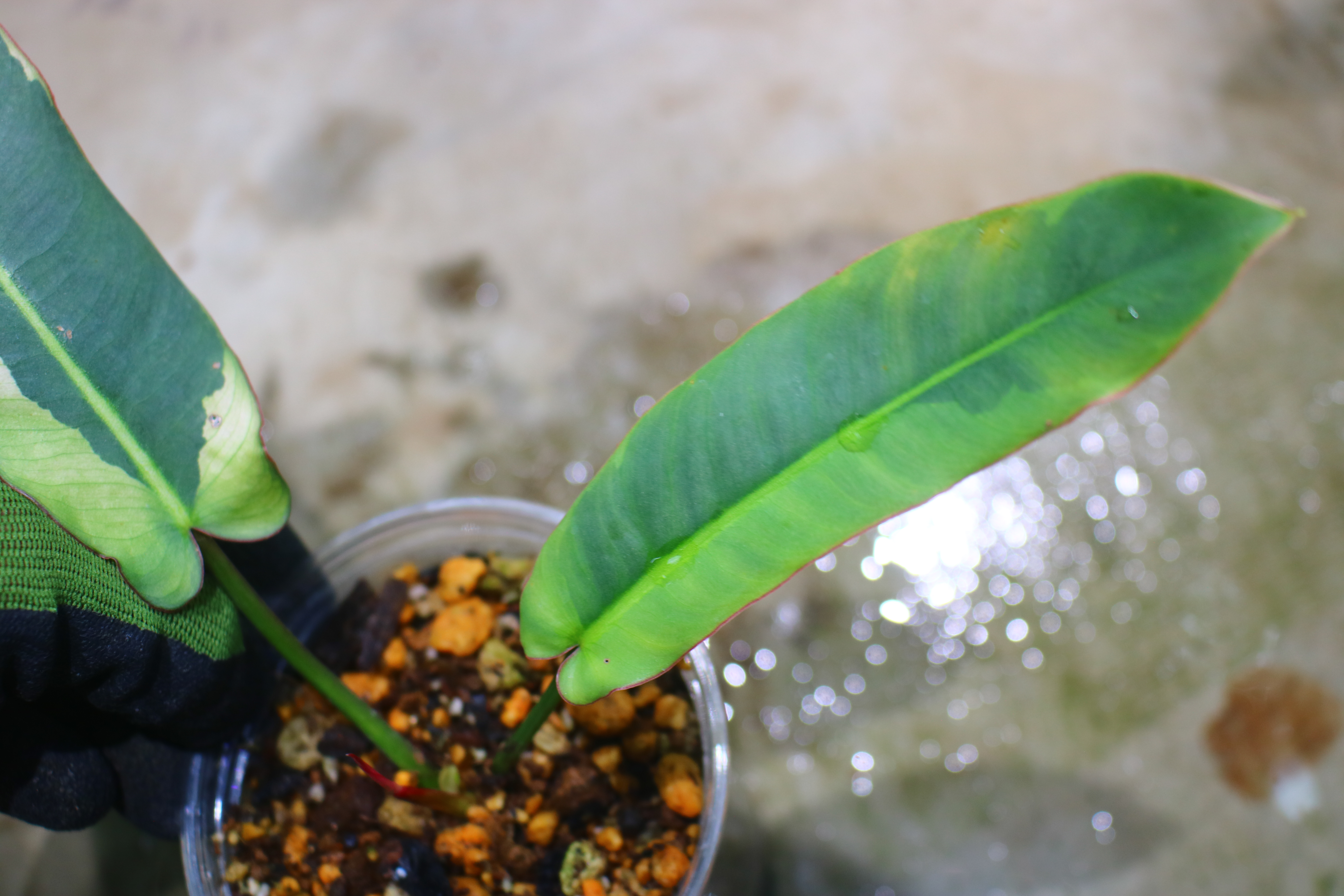 🦍 -TGK-r70330- 🦍  Philodendron atabapoense variegated /  フィロデンドロン アタバポエンセ斑入り - 画像 (3)