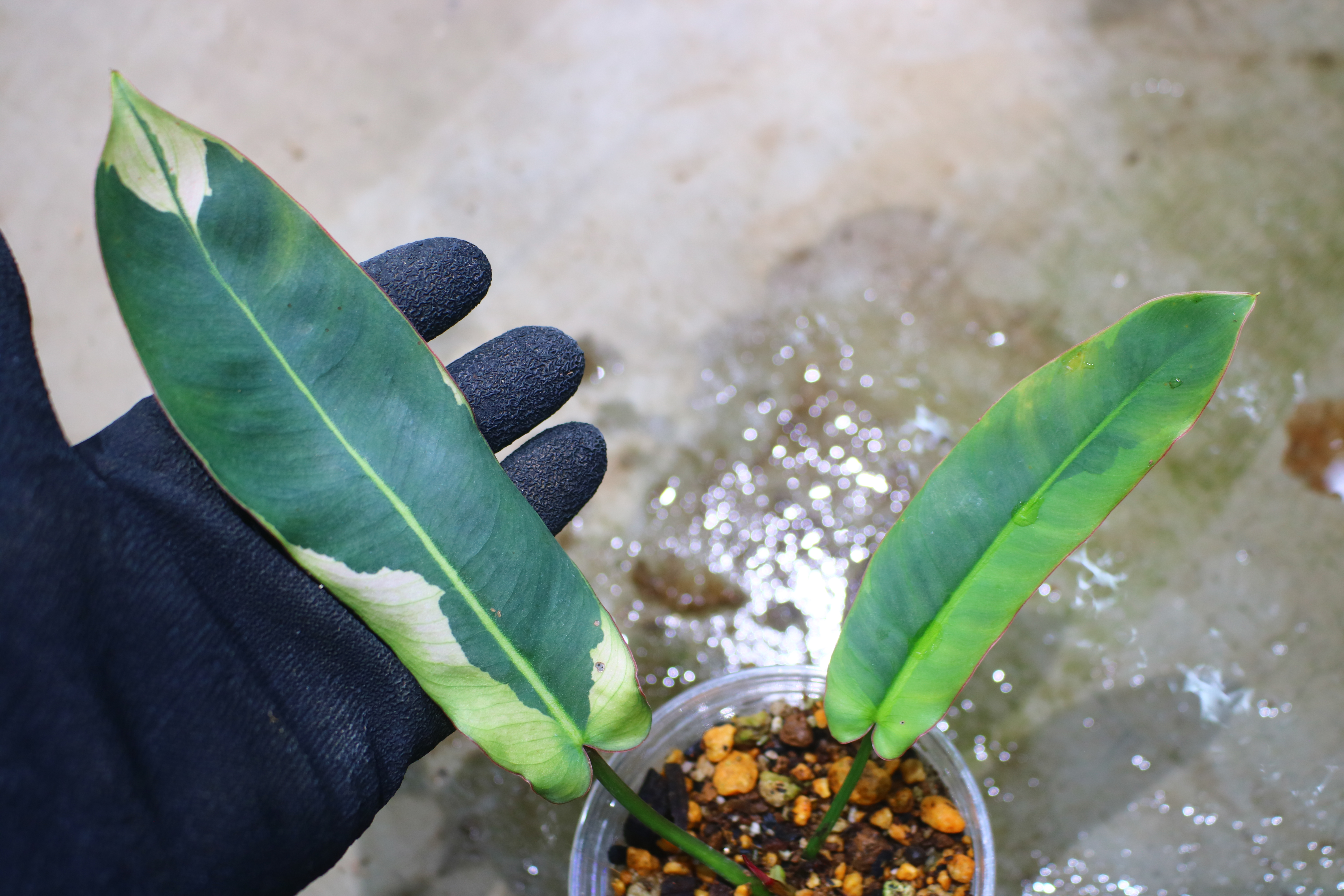 🦍 -TGK-r70330- 🦍  Philodendron atabapoense variegated /  フィロデンドロン アタバポエンセ斑入り - 画像 (5)