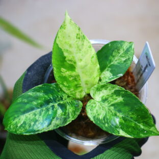 🦍 -TGK-r70912lh- 🦍  Schismatoglottis sp. variegatedfrom Kalimantan Barat/ スキスマトグロッティス斑入り