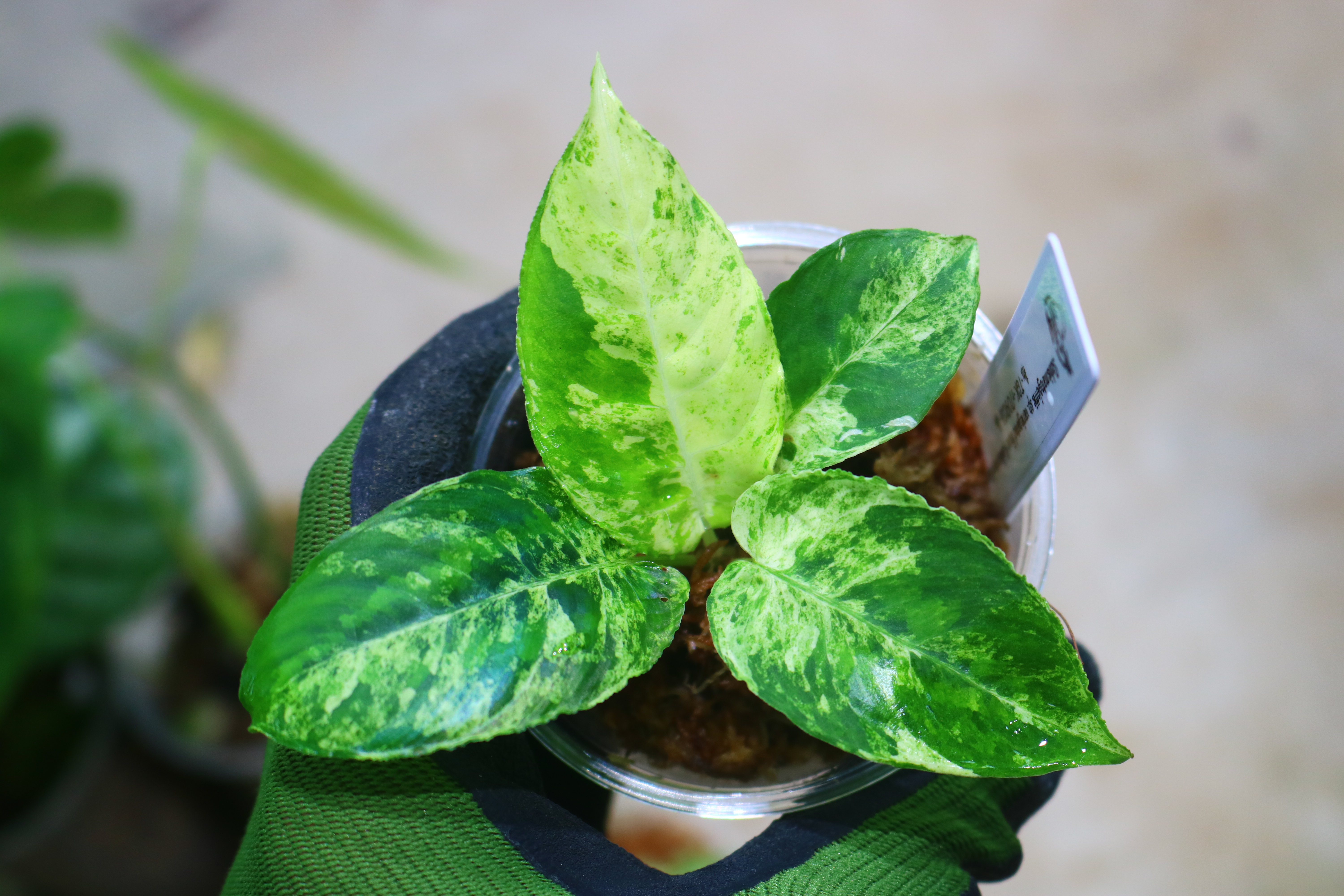 🦍 -TGK-r70912lh- 🦍  Schismatoglottis sp. variegatedfrom Kalimantan Barat/ スキスマトグロッティス斑入り
