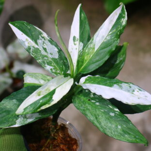 Aglaonema simplex variegated from Kalimantan Barat　🦍 -TGK-r40223lh- 🦍　 /アグラオネマ シンプレックス 斑入り