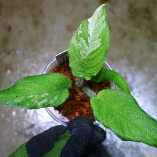 スキスマトグロッティス キリアータ斑入り 🦍-TGK-r60402-🦍 / Schismatoglottis ciliata variegated from Kalimantan Barat