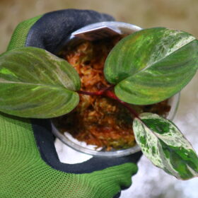 ホマロメナ斑入り/TGK輸入便 / 🦍-TGK-r20806lh-🦍/Homalomena sp. variegated from Kalimantan Barat Nanga Mahap