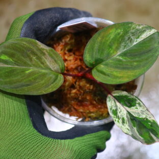 ホマロメナ斑入り/TGK輸入便 / 🦍-TGK-r20806lh-🦍/Homalomena sp. variegated from Kalimantan Barat Nanga Mahap