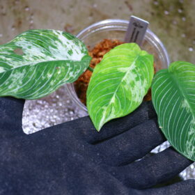 スキスマグロッティス　プセウドハテティ 斑入り from Kalimantan Barat 🦍 -TGK-r60819h- 🦍　Schismatoglottis pseudohathetii variegated