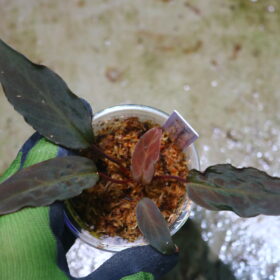 ホマロメナ sp.‘ブラックベルベットナロー’ 🦍-TGK-r70128lh-🦍 / Homalomena sp. 'Black Velvet Narrow' from Sulawesi