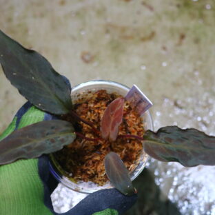 ホマロメナ sp.‘ブラックベルベットナロー’ 🦍-TGK-r70128lh-🦍 / Homalomena sp. 'Black Velvet Narrow' from Sulawesi