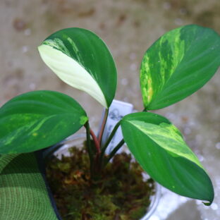 ホマロメナ斑入り　🦍-TGK-r50827lh-  🦍 / Homalomena sp. 'Chamaecladon Clade' variegated from  Sumatera Utara