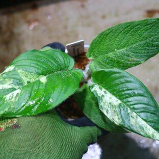 スキスマトグロッティス キリアータ斑入り 🦍-TGK-r60402-🦍 / Schismatoglottis ciliata variegated from Kalimantan Barat